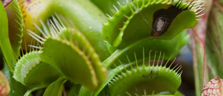 Venus Piège à Mouches Plante Carnivore Pichet à Eau T-Shirt - Cadeau Botanique Dionaea Muscipula