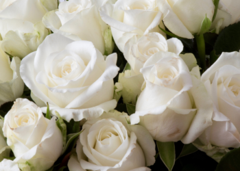 Quelle est la signification de la rose blanche ?