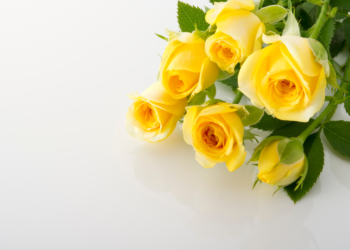 Quelle est la signification de la rose jaune ?
