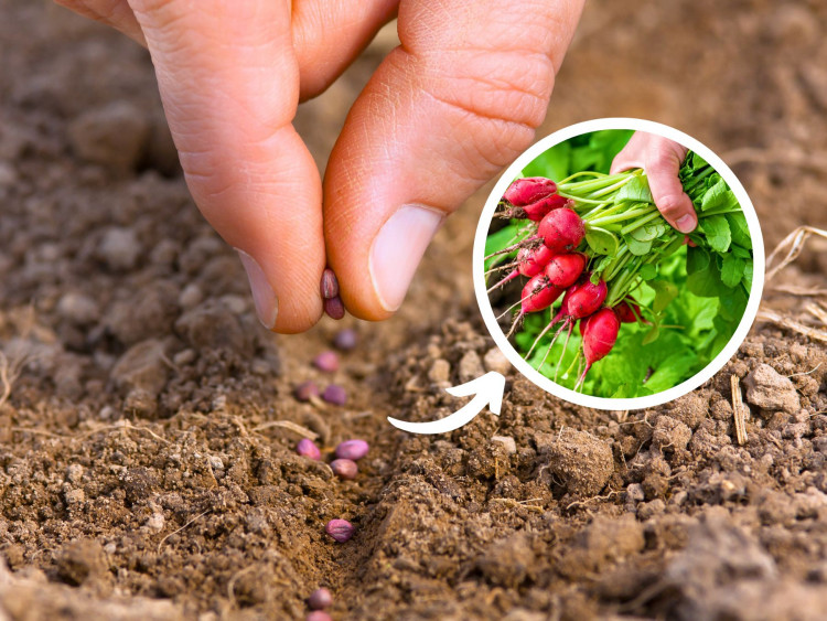 Voulez-vous manger vos propres nouilles ?  Voici le meilleur moment pour semer les radis.  Ne sois pas en retard