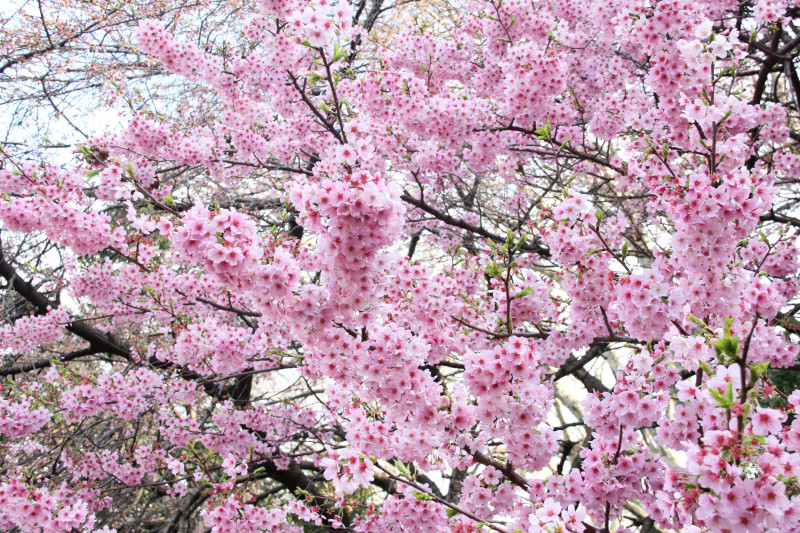 Une branche de sakura en fleurs avec des fleurs roses.  Fête japonaise du hanami.