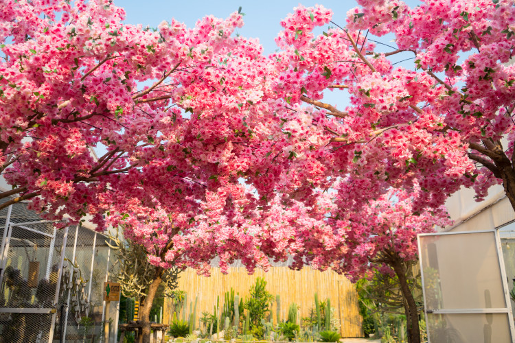 Cerises en fleurs - découvrez les plus belles variétés pour le jardin et créez votre propre "paradis des sakura"