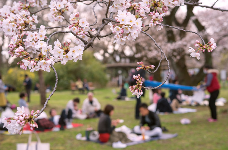 Garez-vous pendant le festival Hanami en pleine fleur de cerisier au printemps avec un ciel bleu clair par une journée ensoleillée, les visiteurs profitent des magnifiques fleurs de cerisier Sakura.