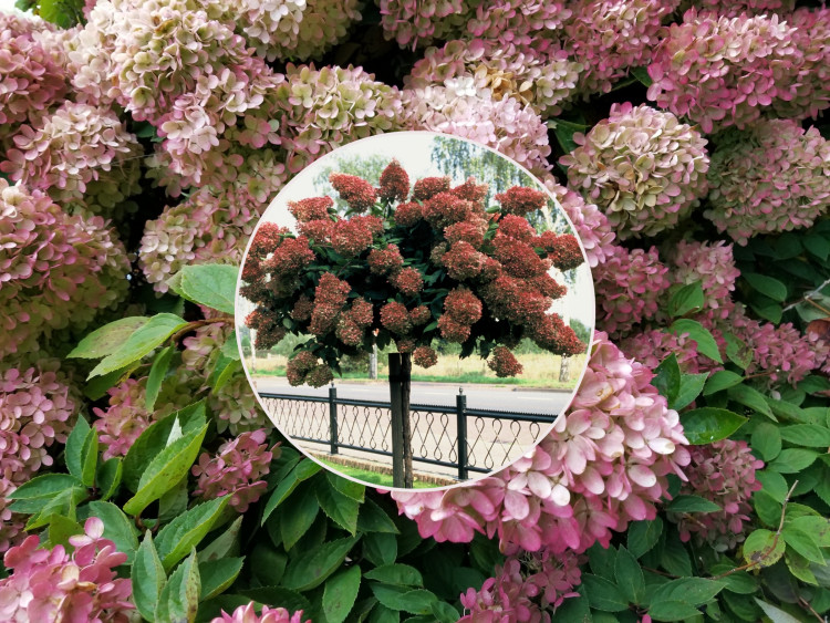 Vous recherchez un arbre miniature et fleuri pour votre jardin ?  Achetez ou façonnez cet arbuste vous-même et il fleurira tout l'été