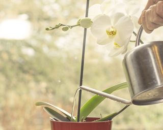 Arroser une orchidée sur un rebord de fenêtre lumineux