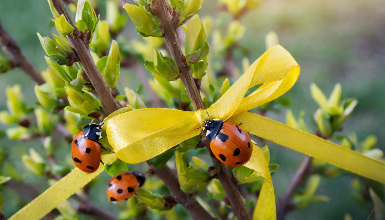 Comment attirer des alliés naturels dans votre jardin ?  Une astuce simple avec un ruban jaune !