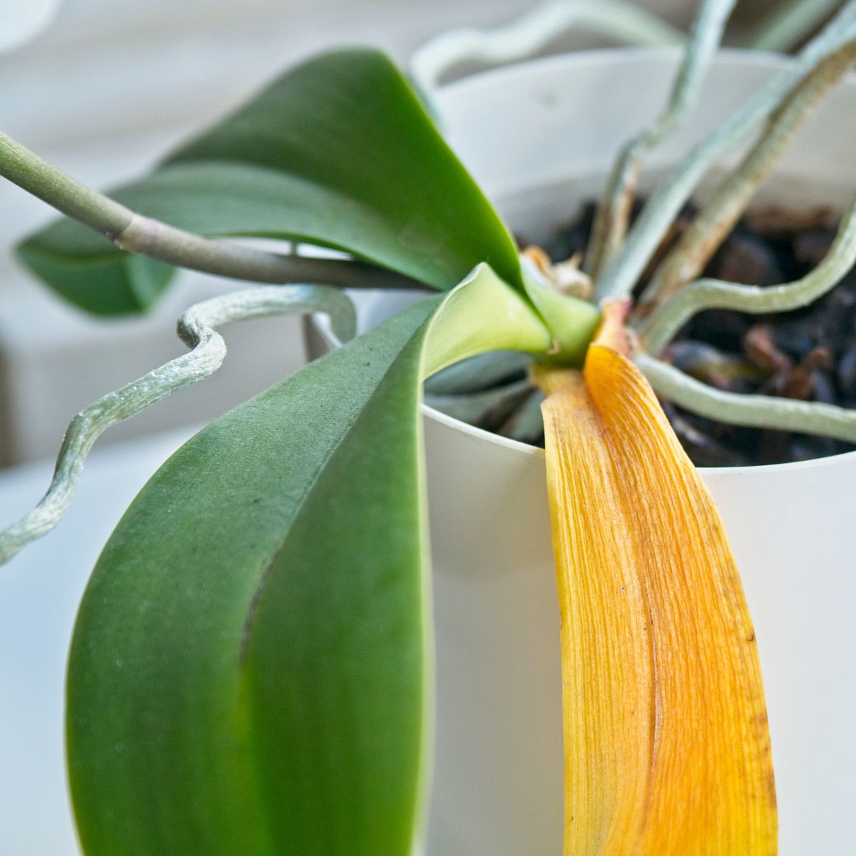 Les feuilles d'orchidées jaunissent : causes courantes et remèdes