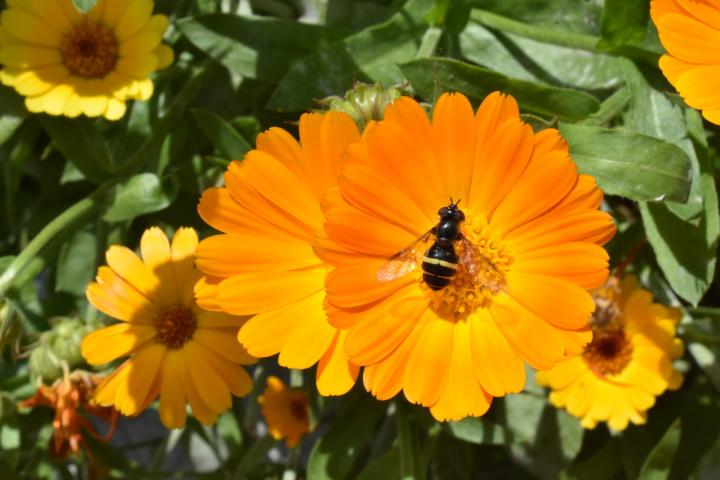 calendulas avec des abeilles dessus