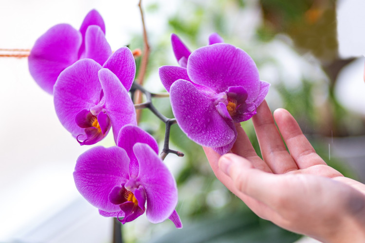 C'est le secret des orchidées belles et saines.  Ces engrais assureront une croissance saine et une floraison continue