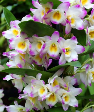 Orchidée Dendrobium yeux brillants