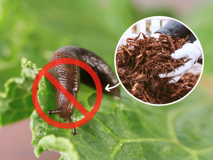 Comment vaincre les escargots au jardin ?  Ce produit populaire est la clé du succès