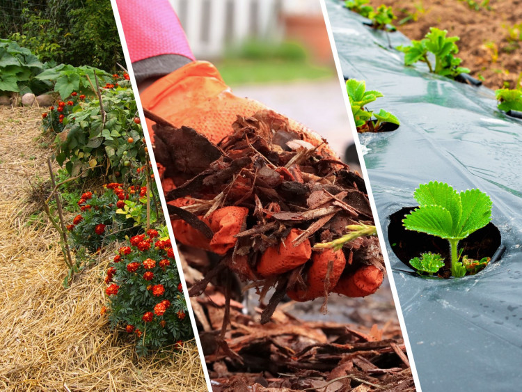 Plantes paillées : une astuce simple pour tout jardinier.  Qu'allez-vous gagner ?