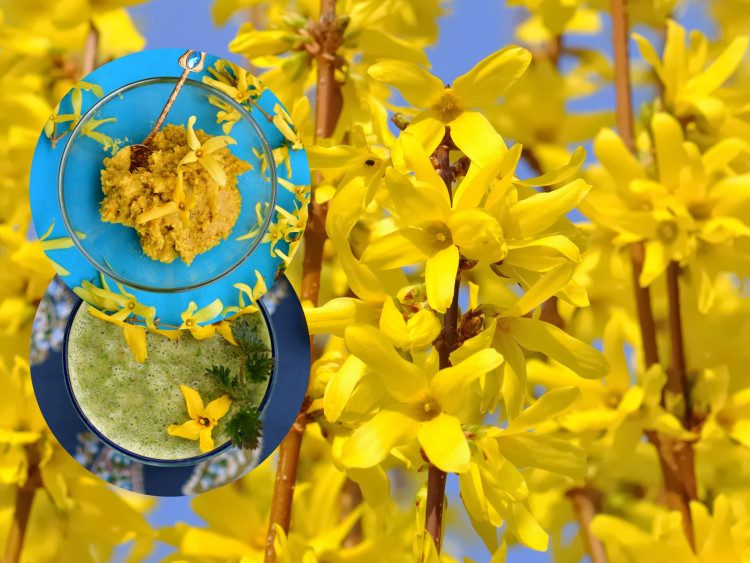 Saviez-vous que les fleurs de forsythia peuvent être consommées ?  Voici deux recettes d'un blogueur culinaire
