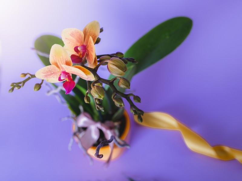 Orchidée en pot en cadeau