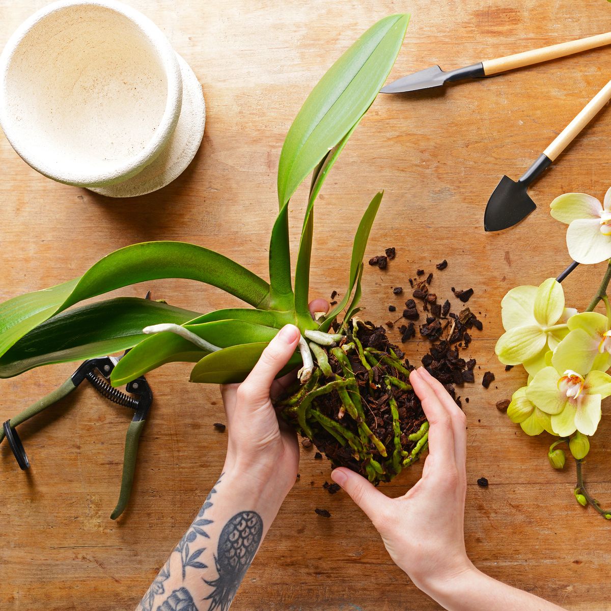 Comment faire revivre une orchidée : 5 façons de lui redonner vie