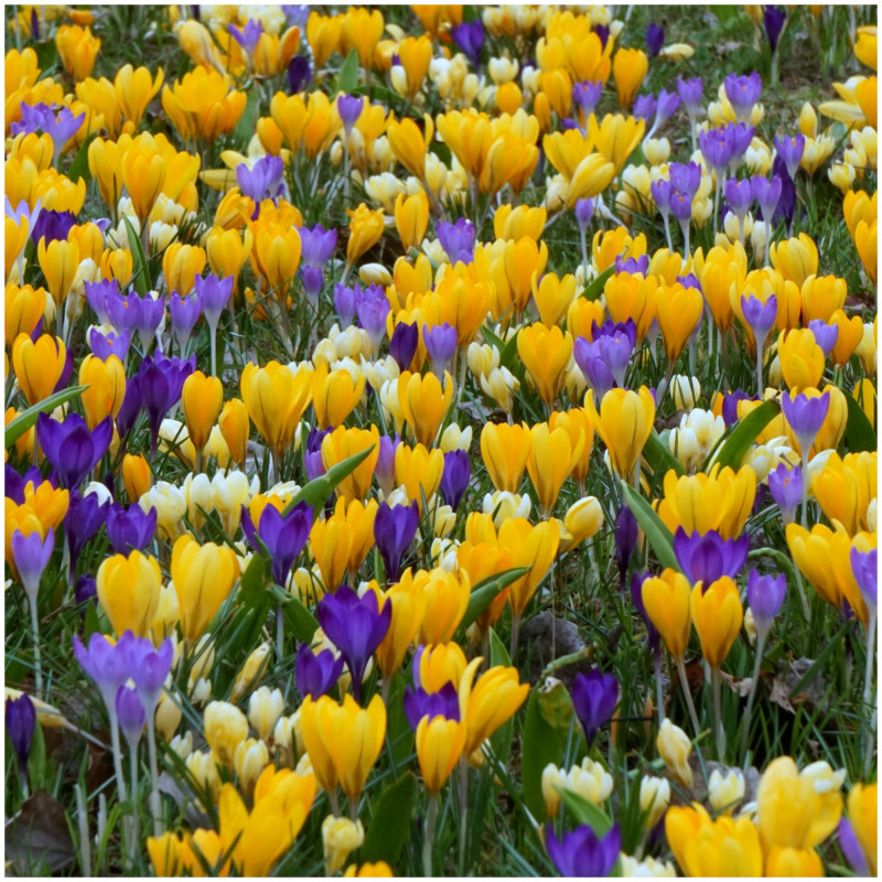 crocus jaunes et violets dans le jardin