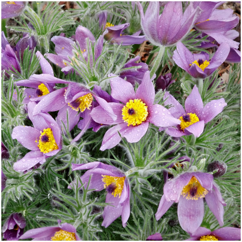 fleurs pasque jaune-violet dans le jardin