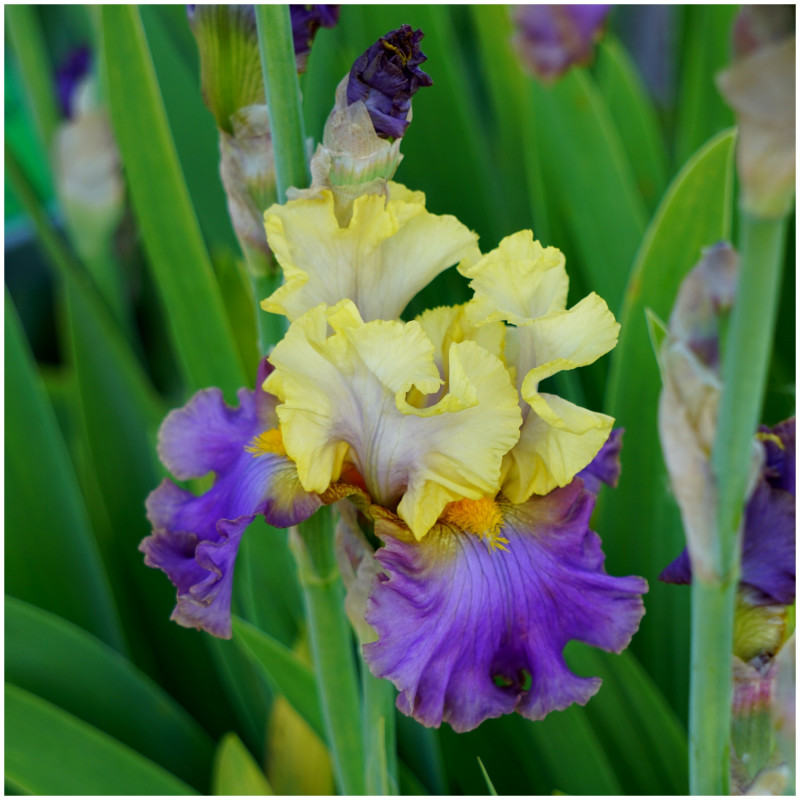 iris jaune-violet dans le jardin