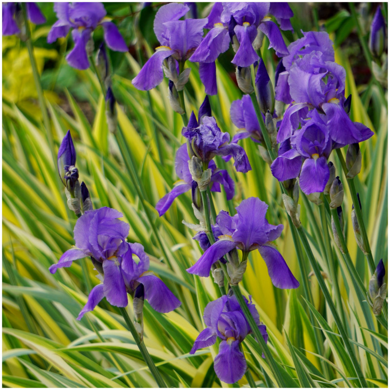 iris violet pâle aux feuilles jaunes