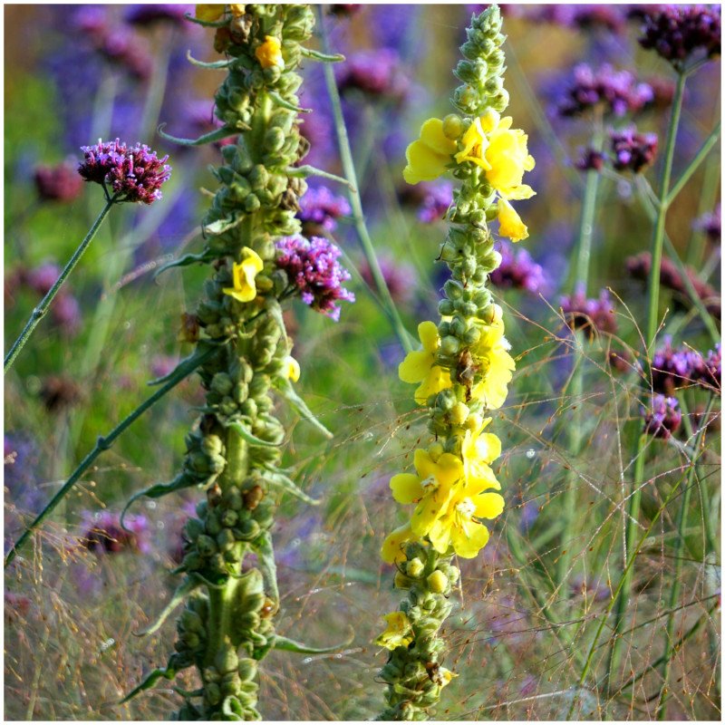 fleurs de molène jaune et verveine de Patagonie violette dans le jardin 