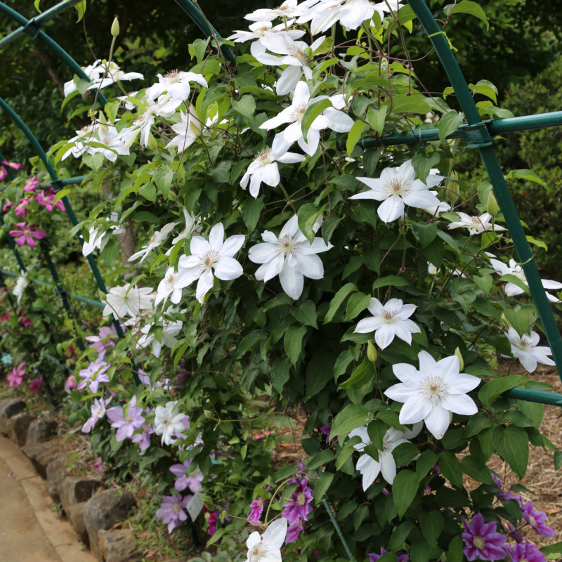 Clématite 'Fuyu-no-taby' qui fleurit dans le jardin
