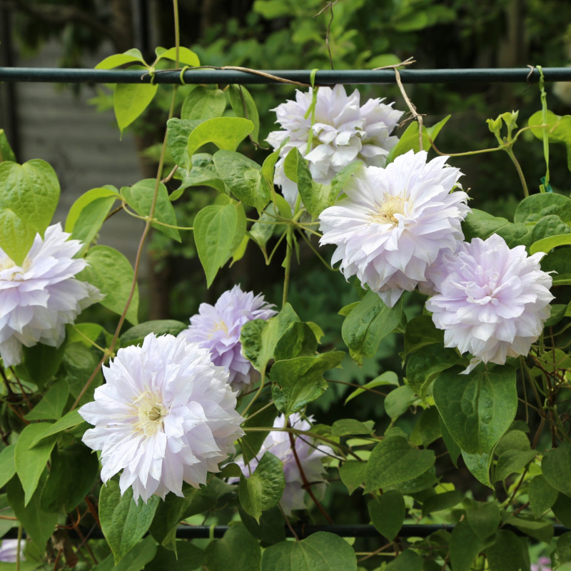 Clématite 'Belle of Woking' qui fleurit dans le jardin