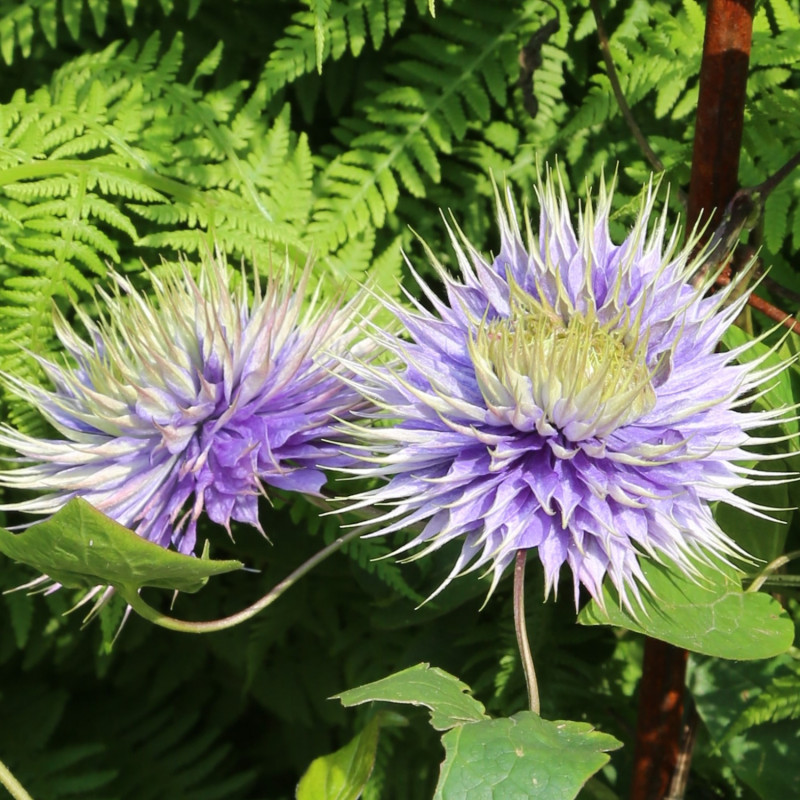 Clématite 'Multi Blue' qui fleurit dans le jardin