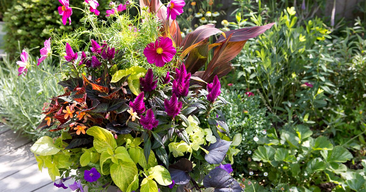 23 idées de contenants d'été pour votre jardin