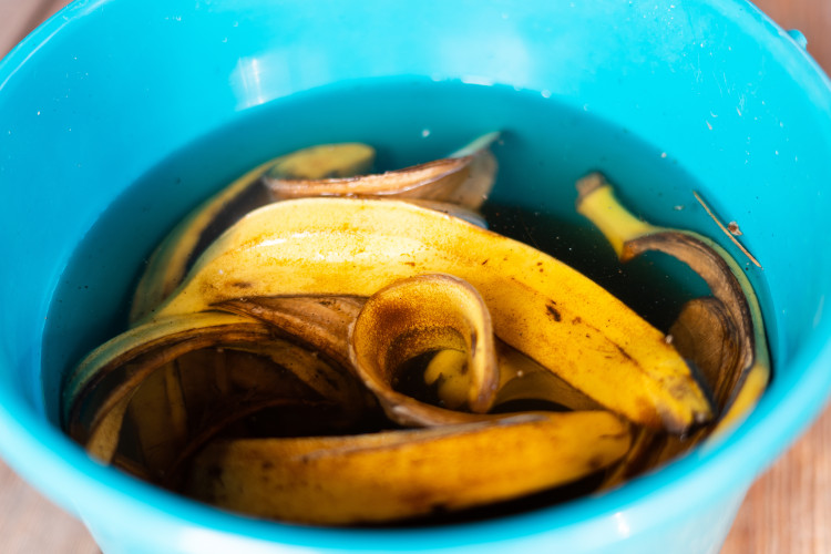 Bouillie de banane comme engrais végétal.  Comment préparer et utiliser ?