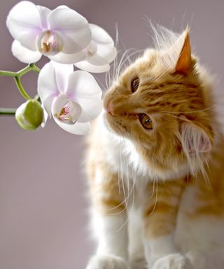 Un chat roux envisage de manger une orchidée papillon