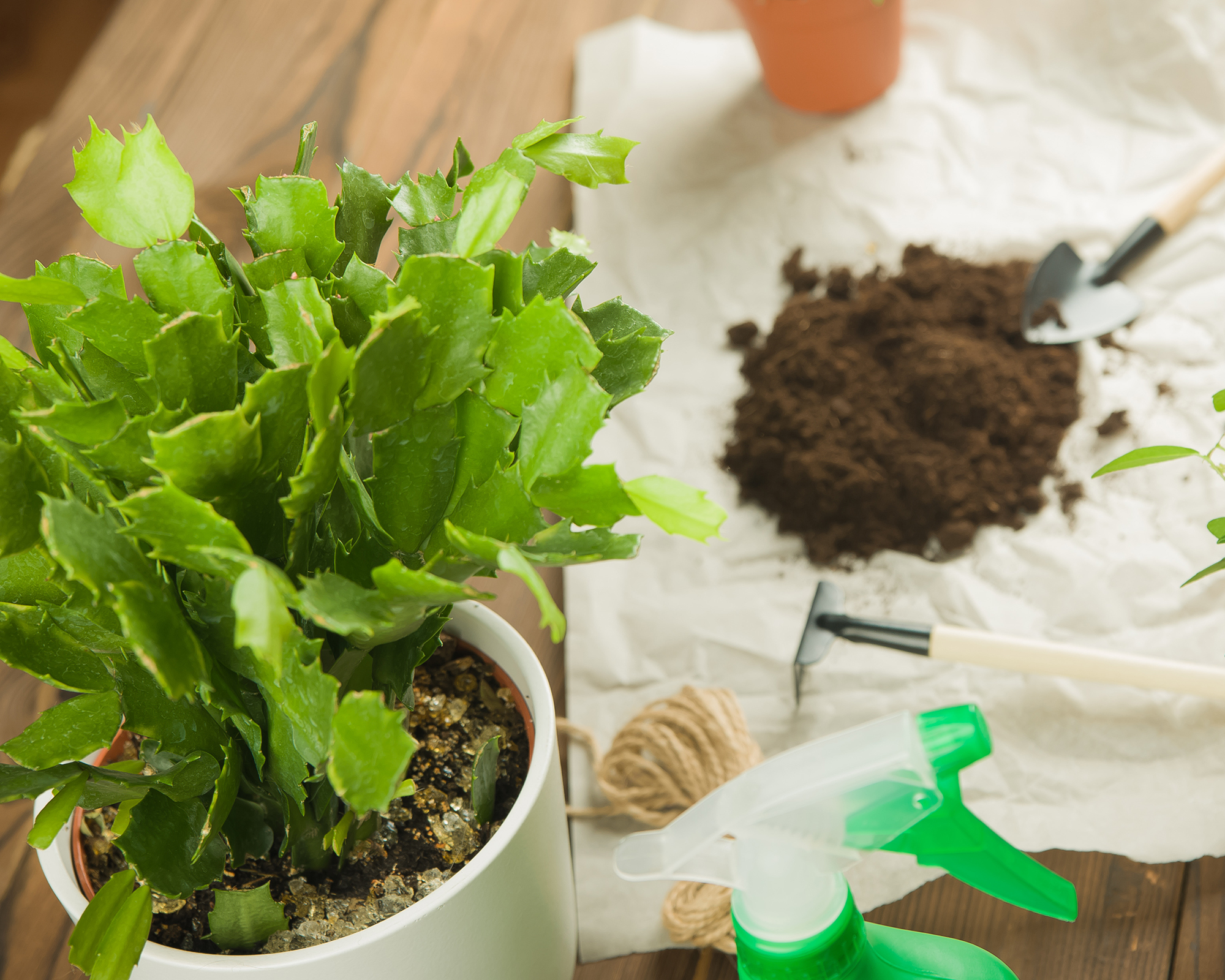 Rempotage du cactus de Thanksgiving avec un terreau frais