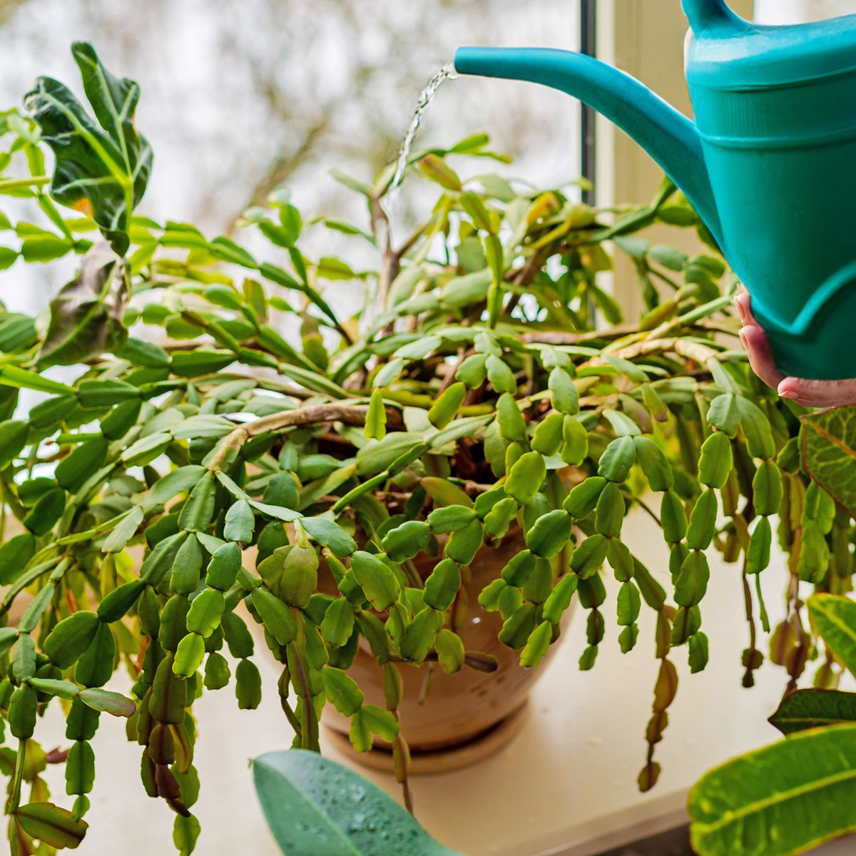 Entretien des cactus de Noël trop arrosés : ravivez et sauvez votre plante