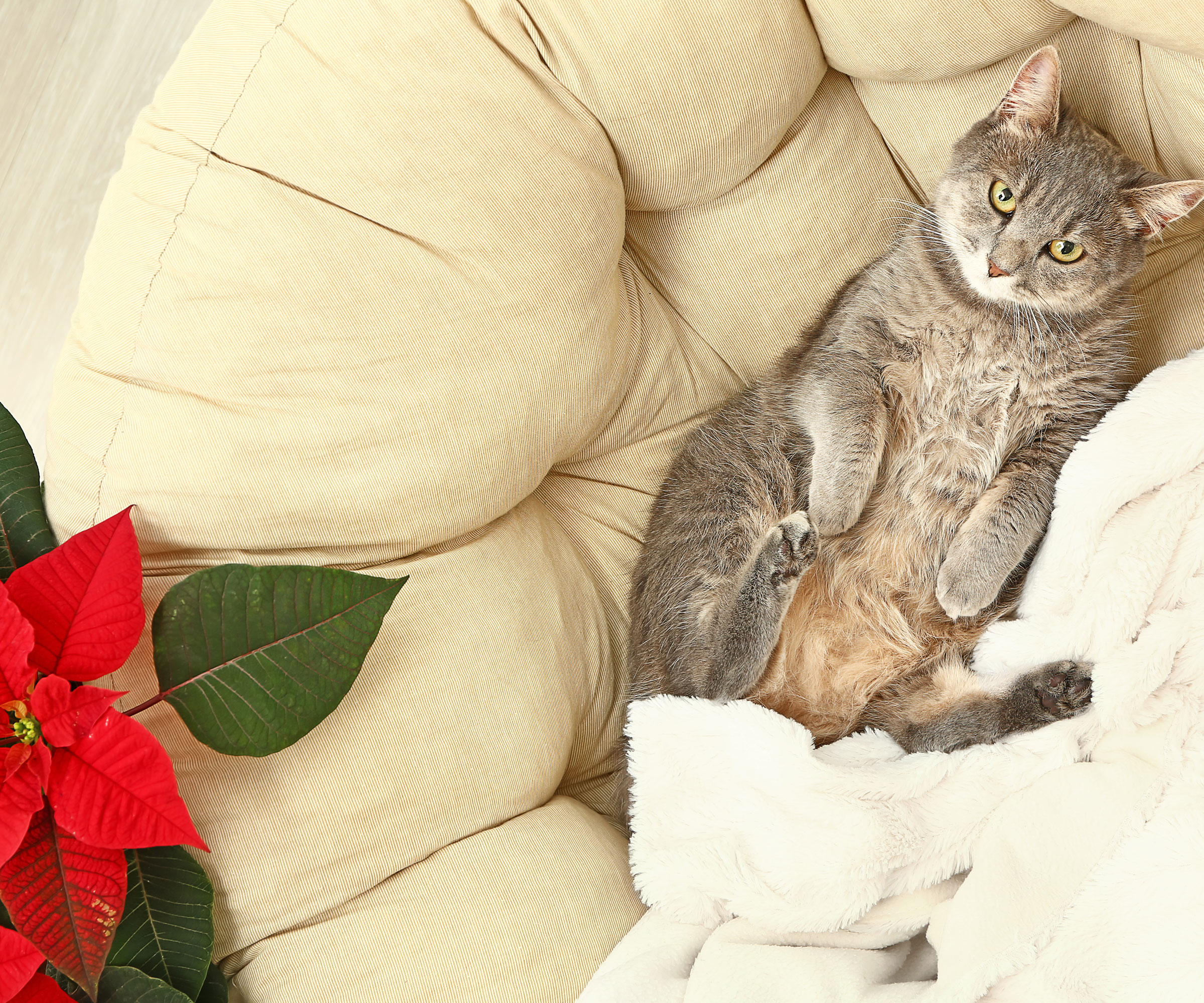 chat allongé sur une chaise à côté d'une plante de poinsettia