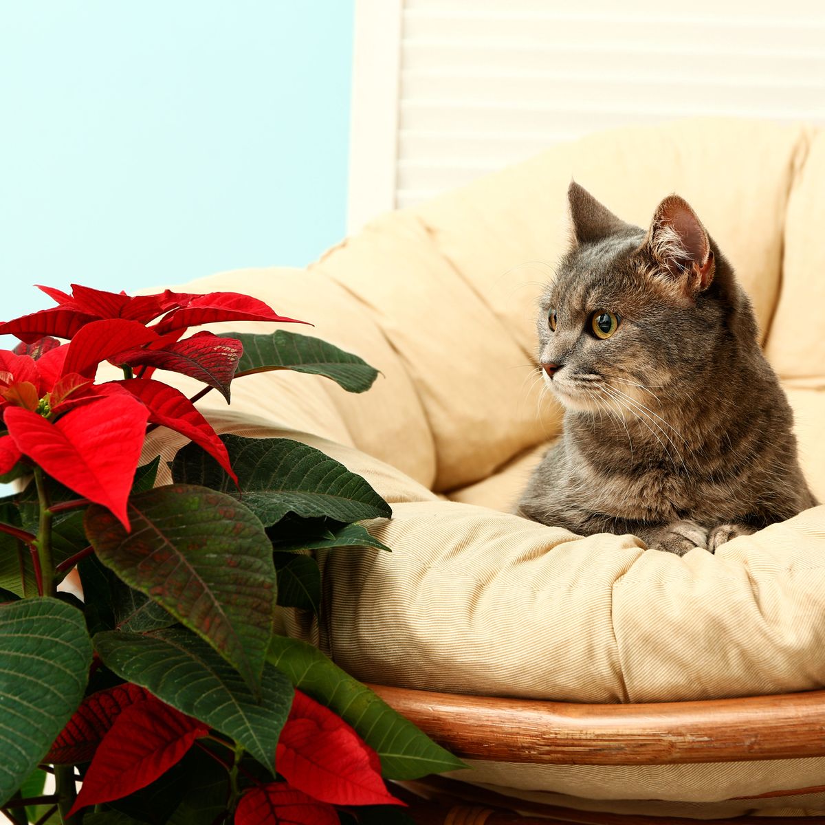Les poinsettias sont-ils toxiques pour les chats ? Continuez à lire pour le découvrir…
