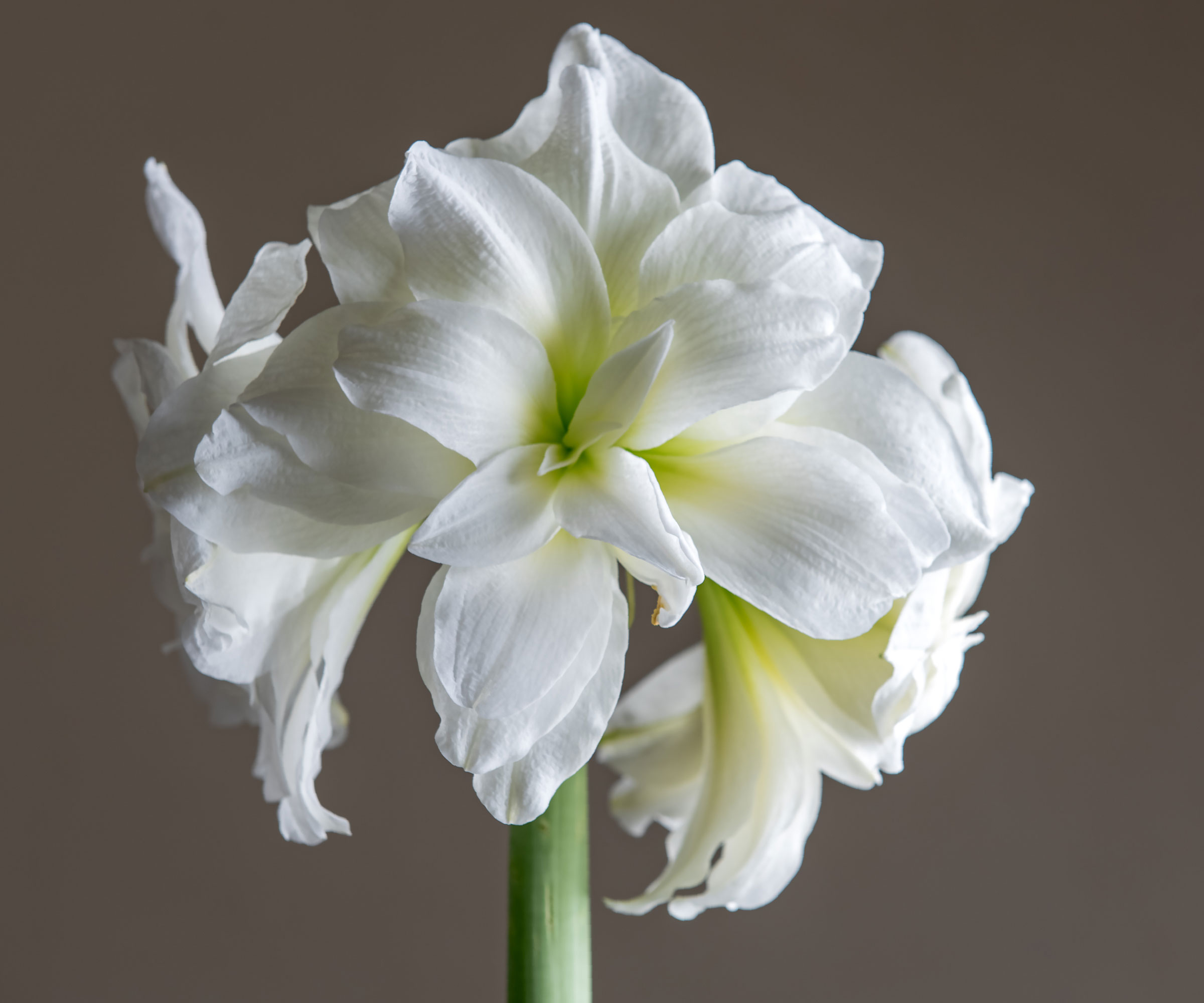 Amaryllis nymphe arctique à fleurs blanches