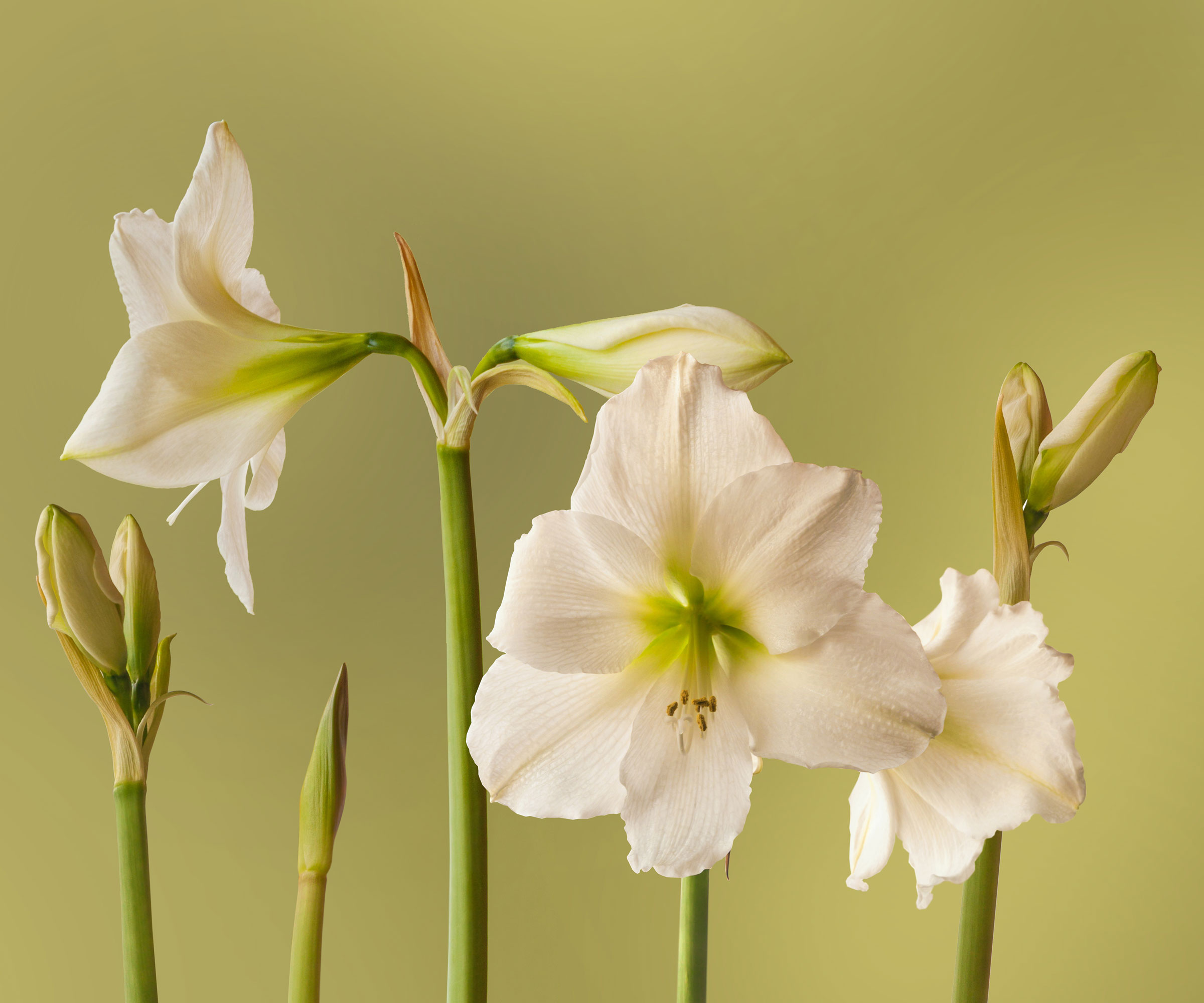 Amaryllis du Mont Blanc à capitules blancs