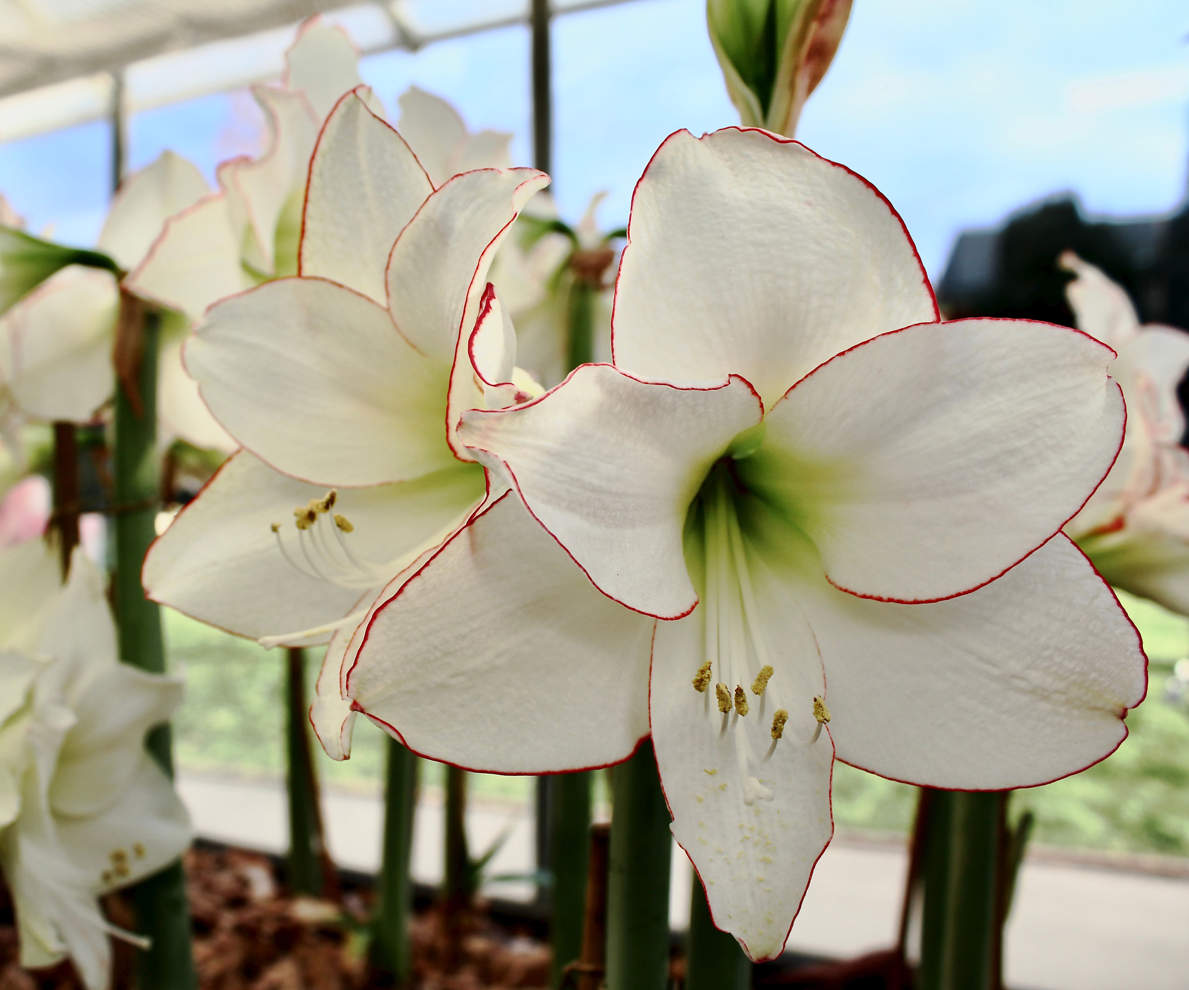 Plantes d'amaryllis Picotee à fleurs blanches
