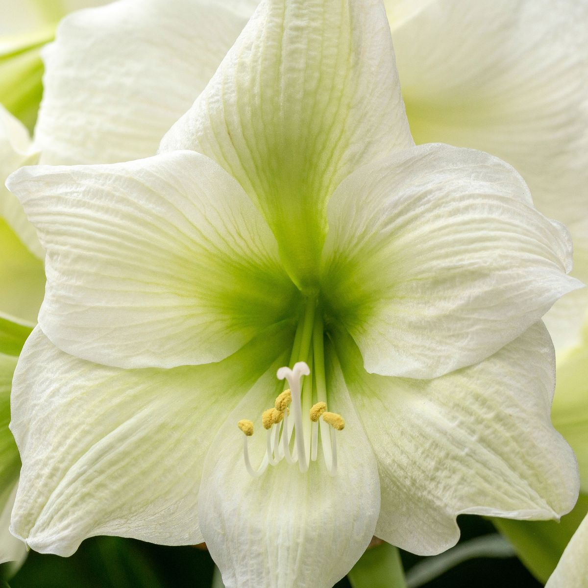 Magnifiques variétés de plantes d'amaryllis blanches pour une élégance lumineuse