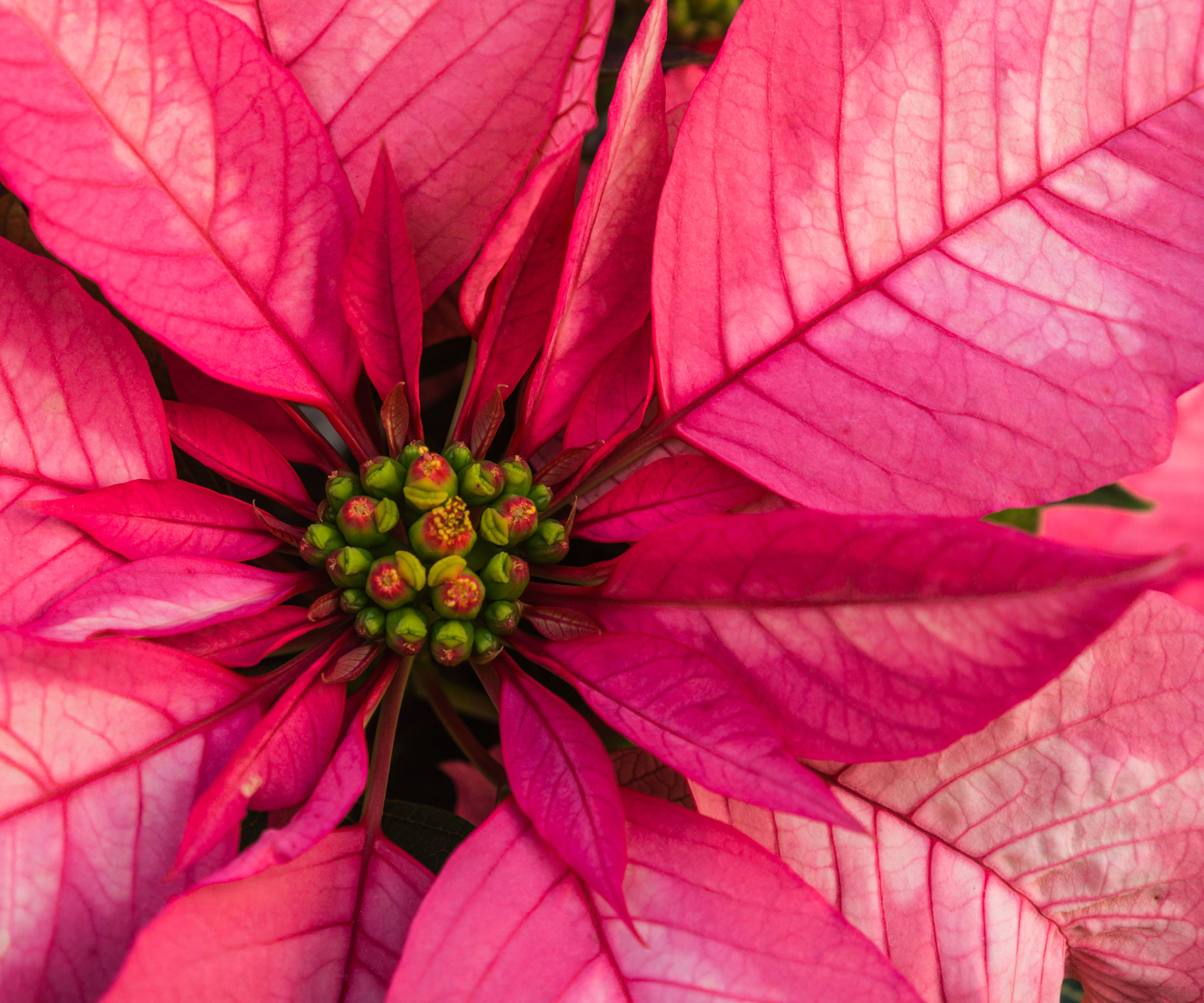 poinsettia Monet en pleine floraison