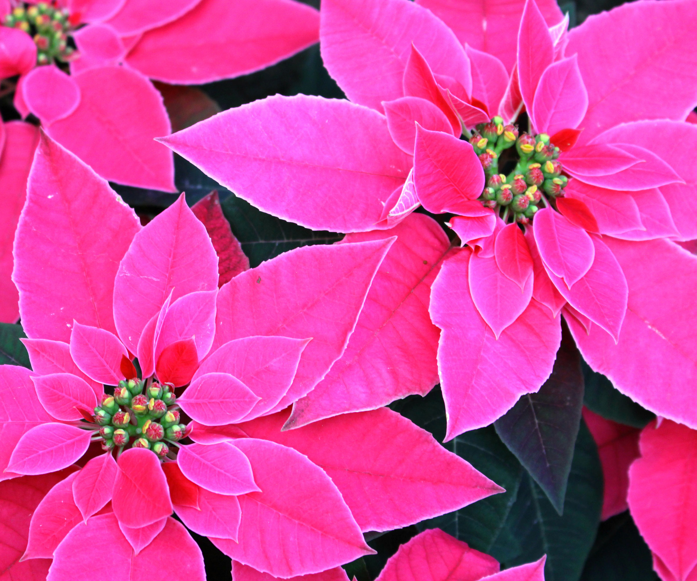 poinsettia Christmas Pink montrant des bractées roses