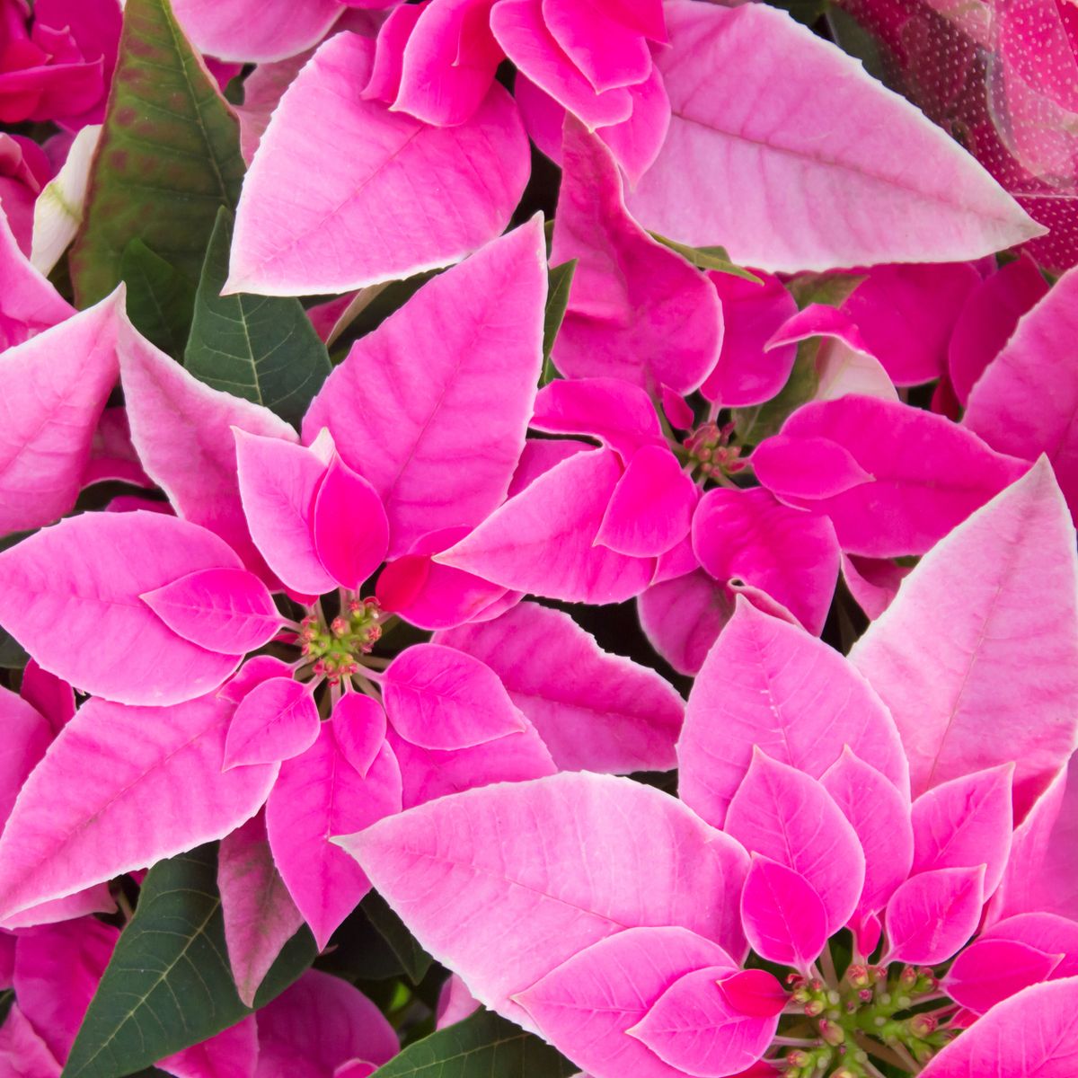 Poinsettias roses joyeux pour des tons riches et de jolis pastels