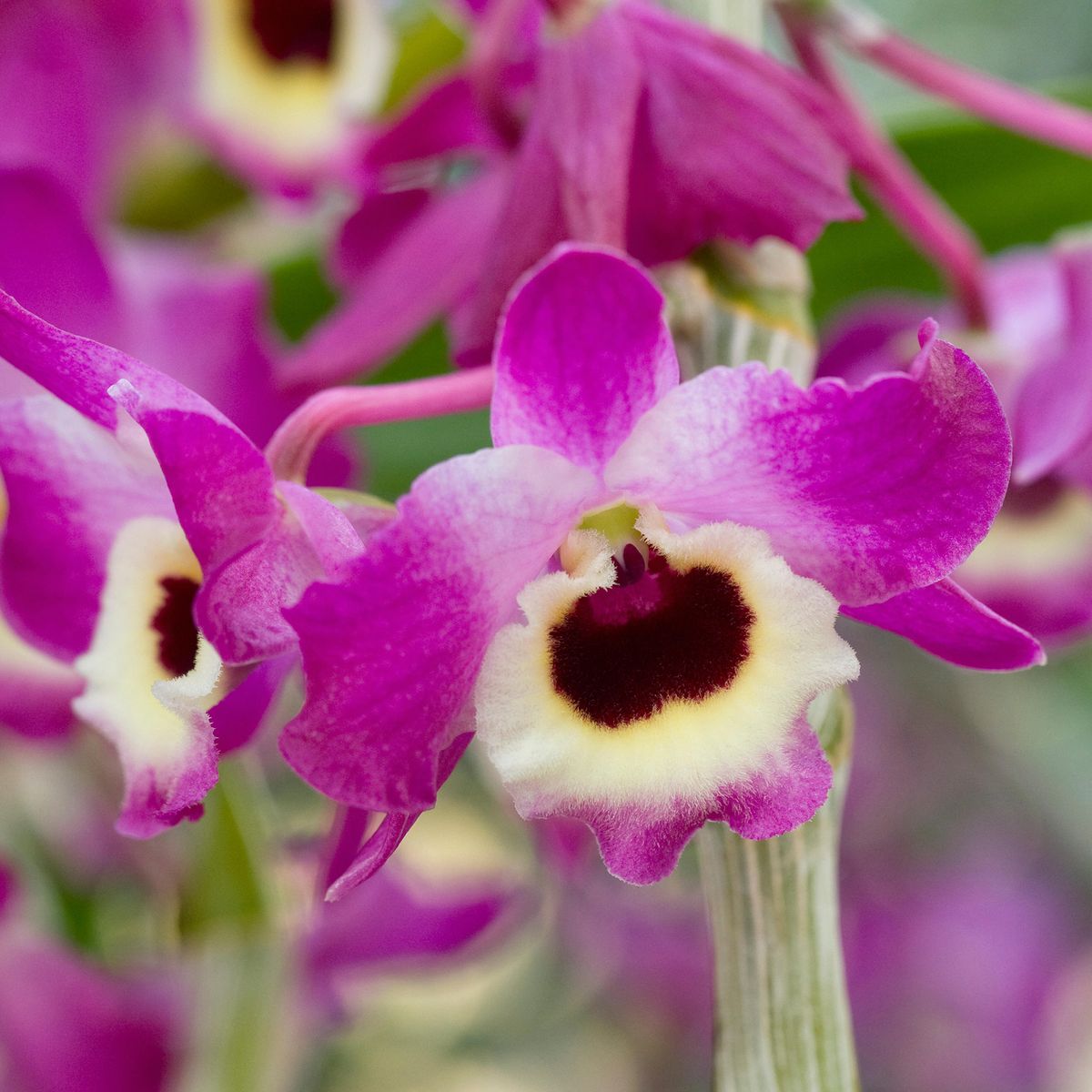 Orchidée Dendrobium Nobile : comment prendre soin de cette beauté facile