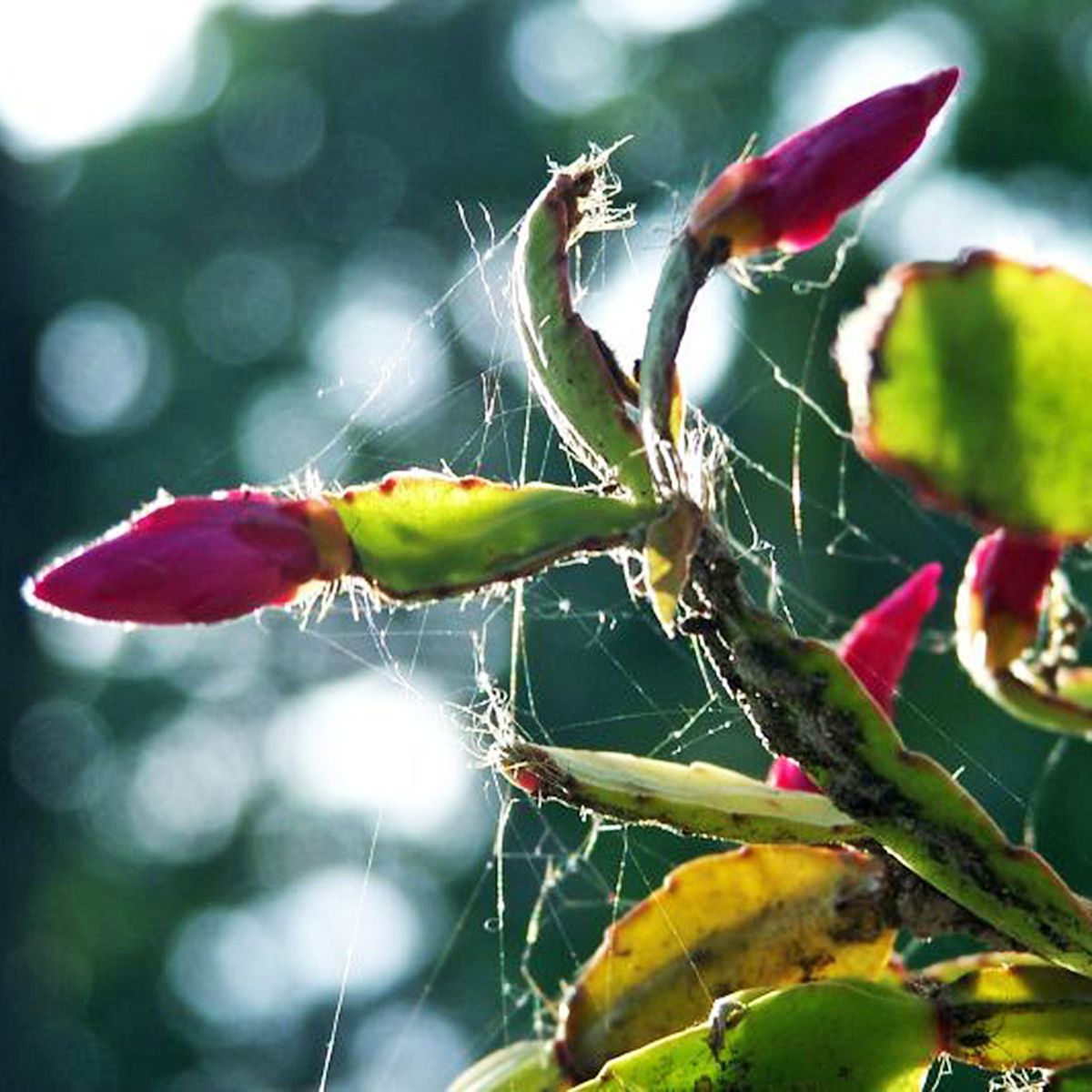 Ravageurs courants des cactus de Noël : identifier et éliminer les insectes