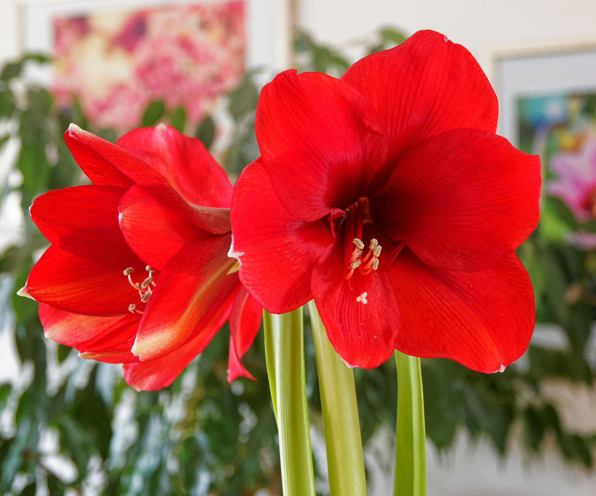 Ferrari amaryllis montrant des fleurs rouges
