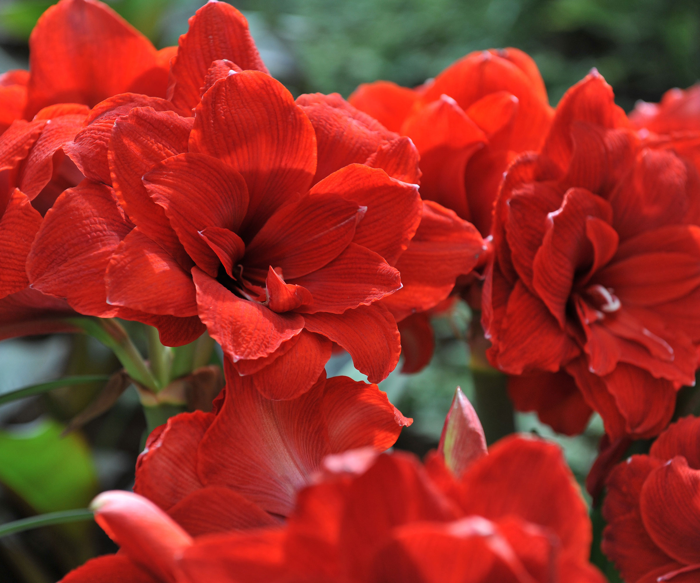Double Dragon Amaryllis montrant des fleurs rouges