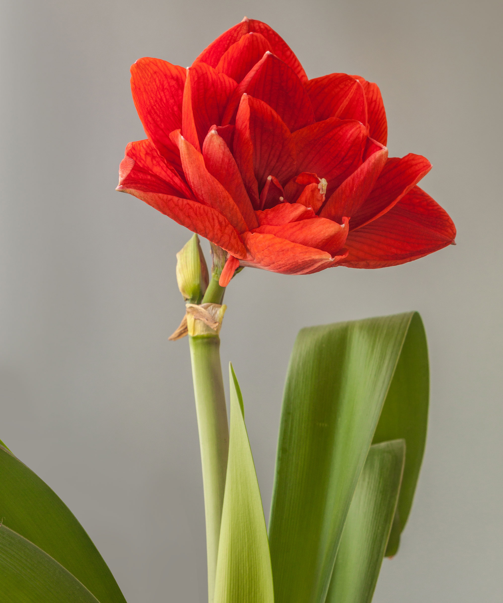 Cherry Nymphe Amaryllis montrant la tête de fleurs rouges