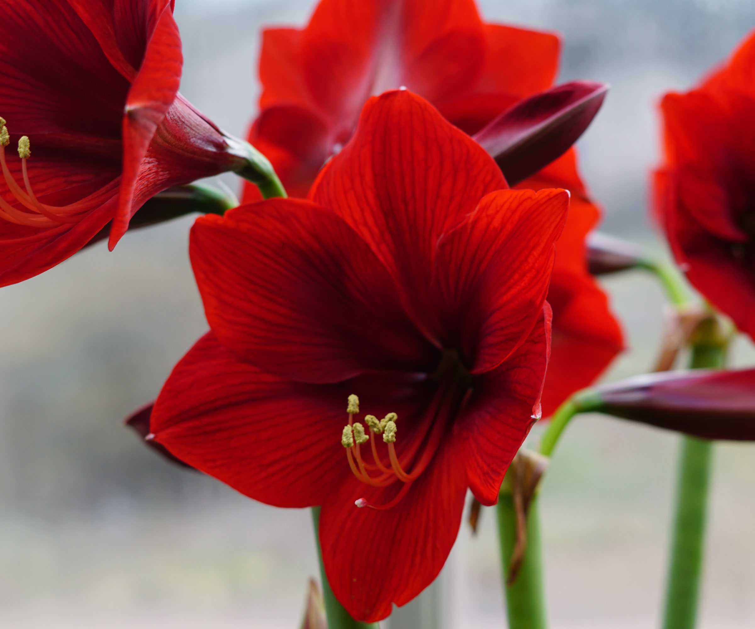 Royal Velvet Amaryllis montrant des fleurs rouges
