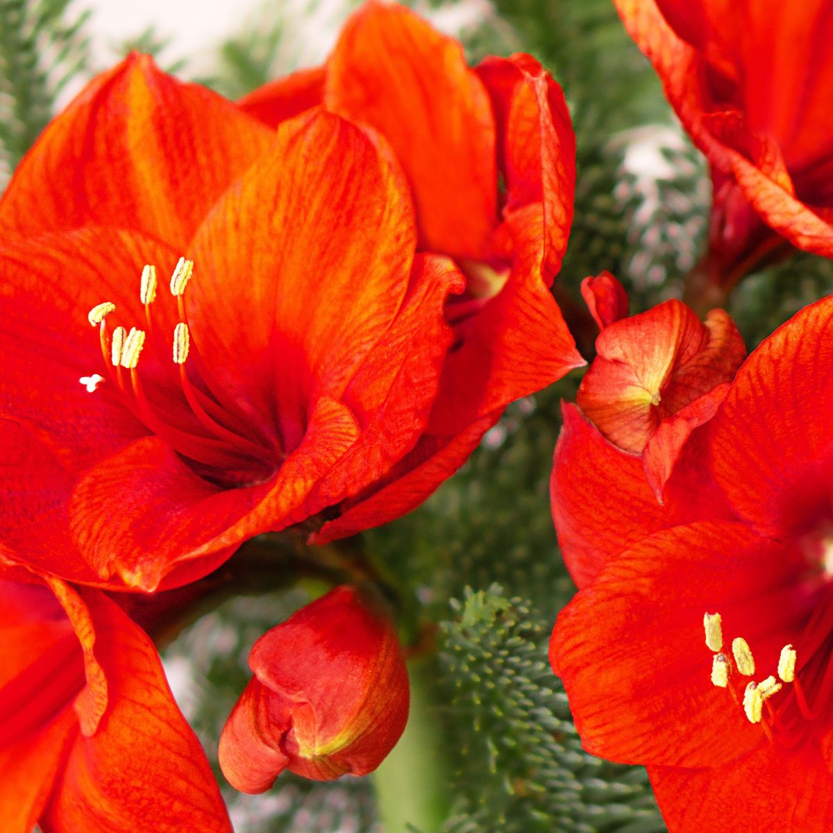 Boostez vos grandes fleurs d'hiver avec 8 variétés d'amaryllis rouges