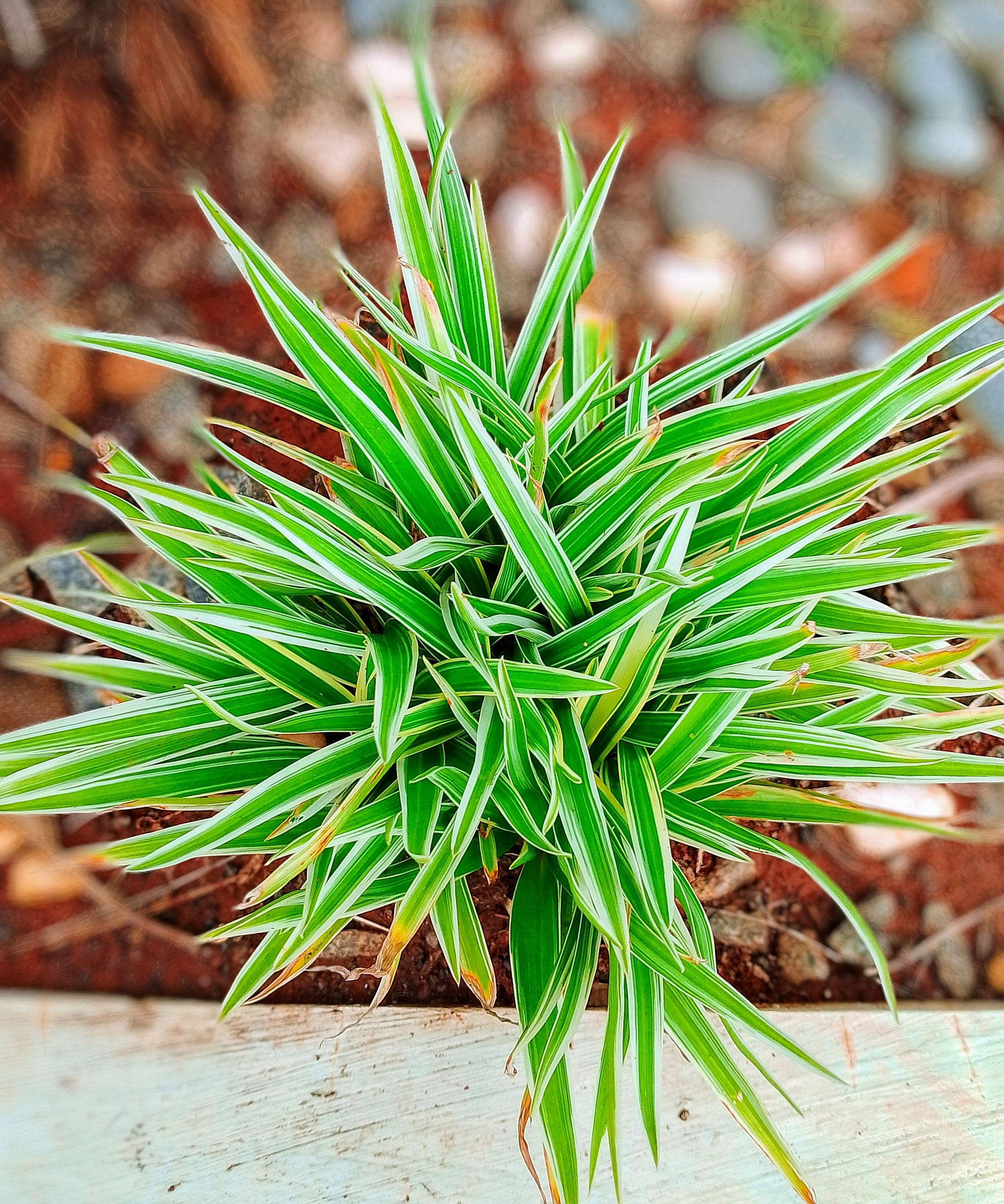 Chlorophytum laxum bichetii poussant en grande baignoire