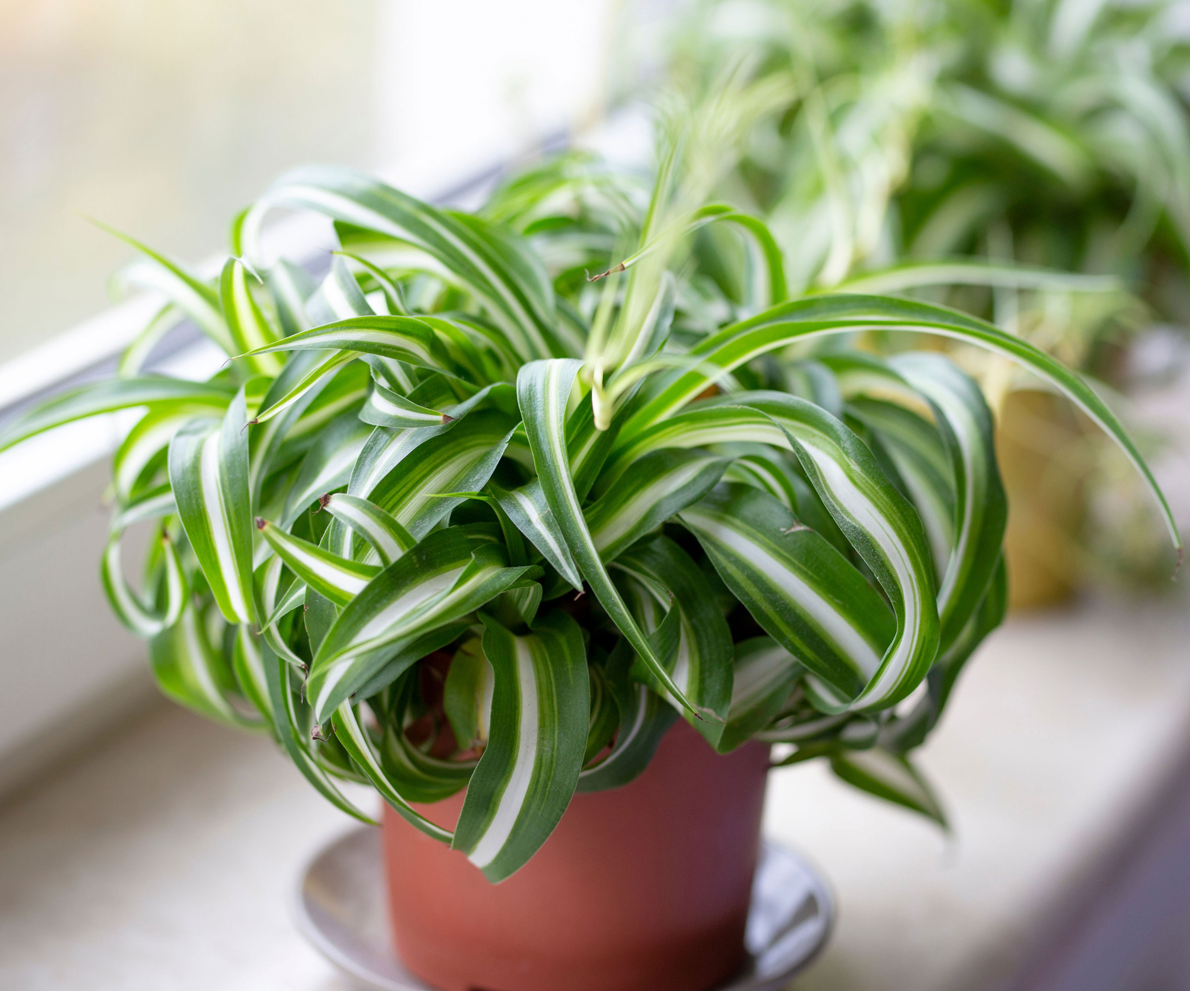 Spider Plant Bonnie poussant sur le rebord de la fenêtre